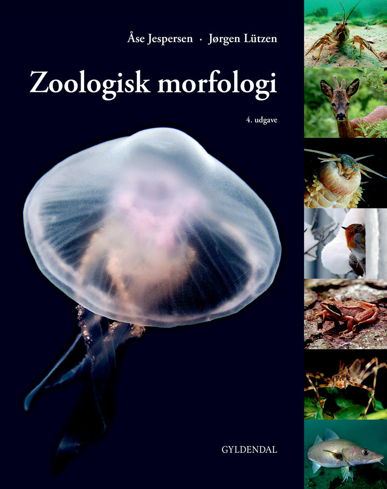 Zoologisk morfologi