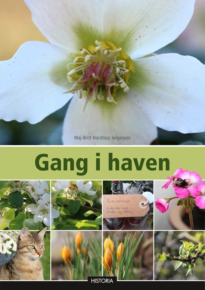 Gang i haven