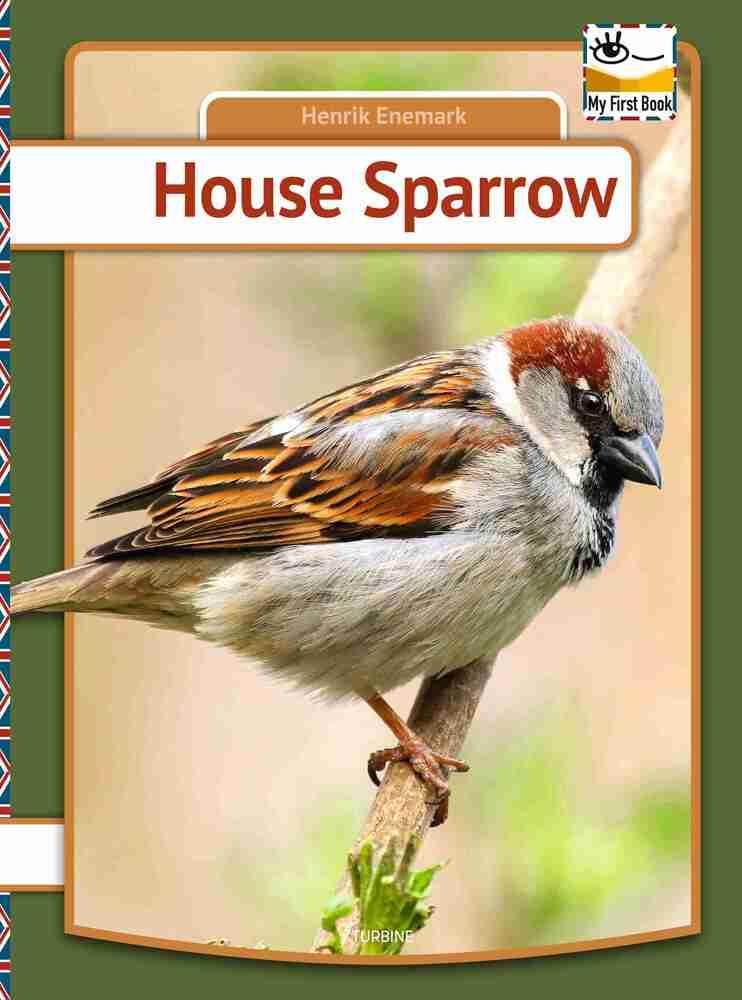 House Sparrow