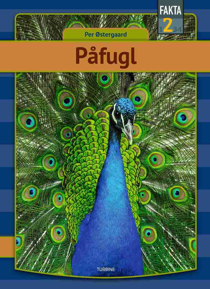 Påfugl