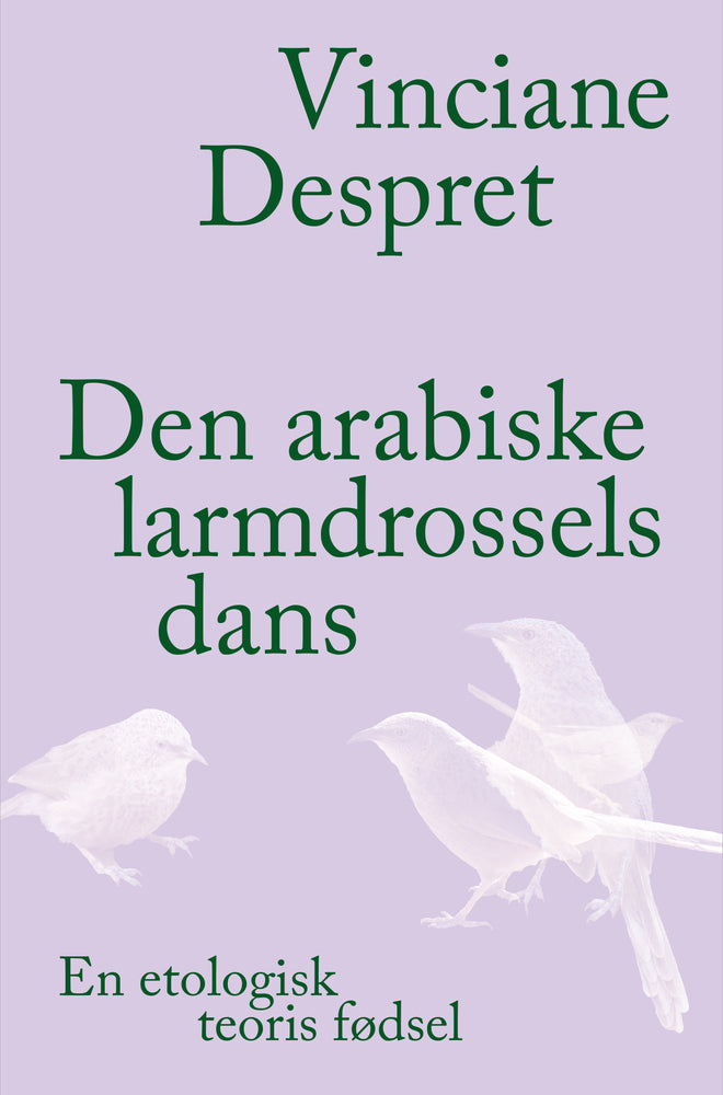 Den arabiske larmdrossels dans