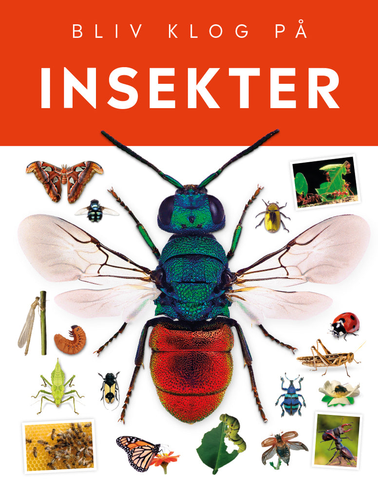 Insekter