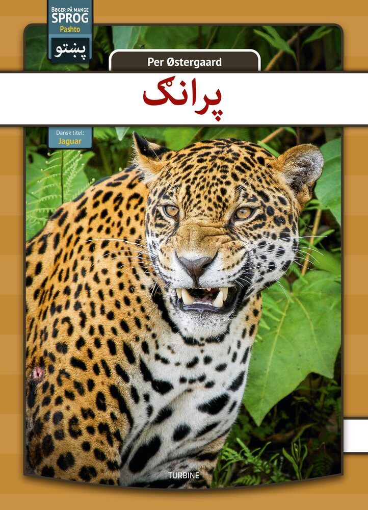Jaguar - pashto