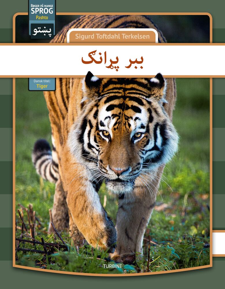 Tiger - pashto