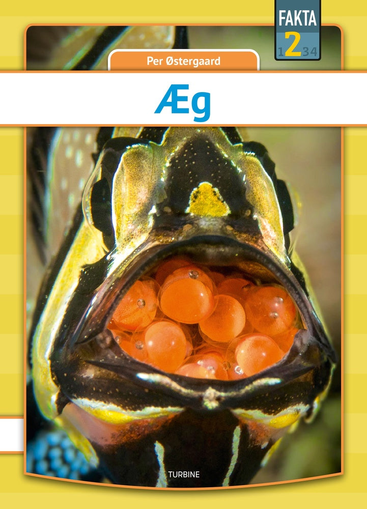 Æg