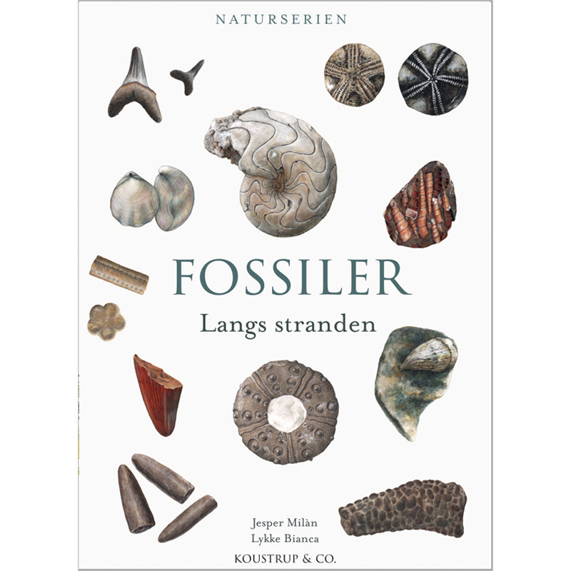 D1 FOSSILER