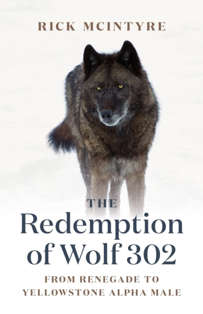 The Redemption of Wolf 302 From Renegade To Yellowstone Alph