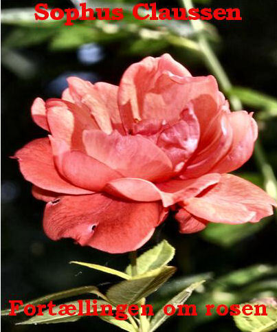 Fortællingen om Rosen