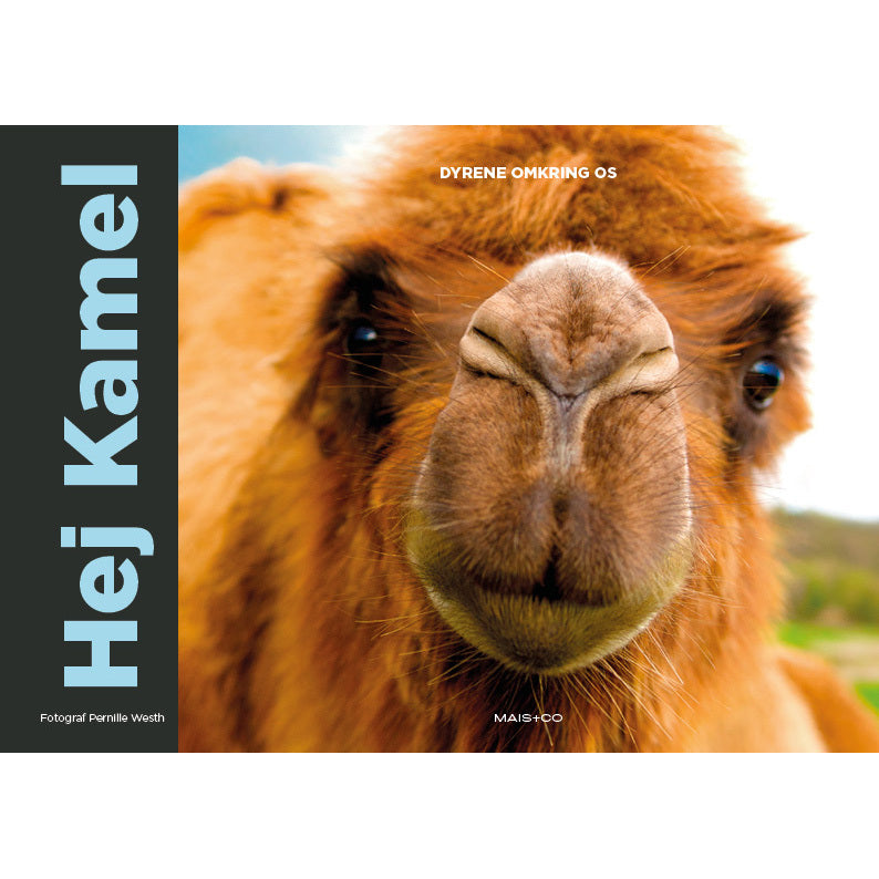 Hej Kamel