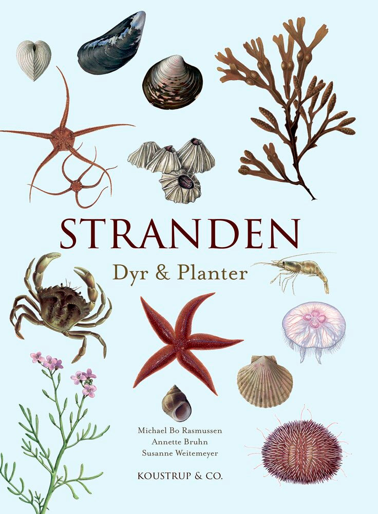 Stranden