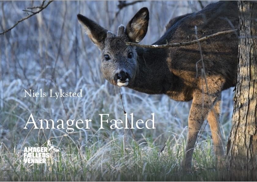 Amager Fælled