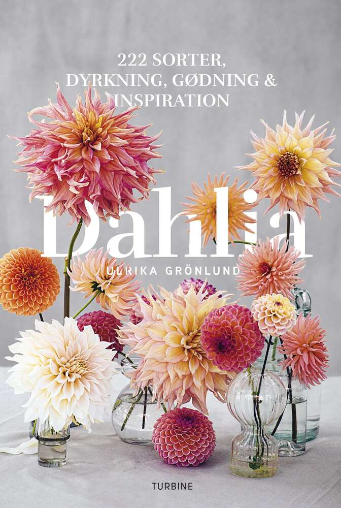 D1 Dahlia