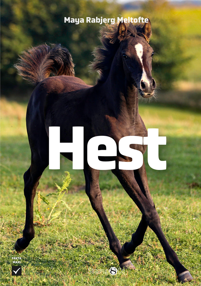 Hest