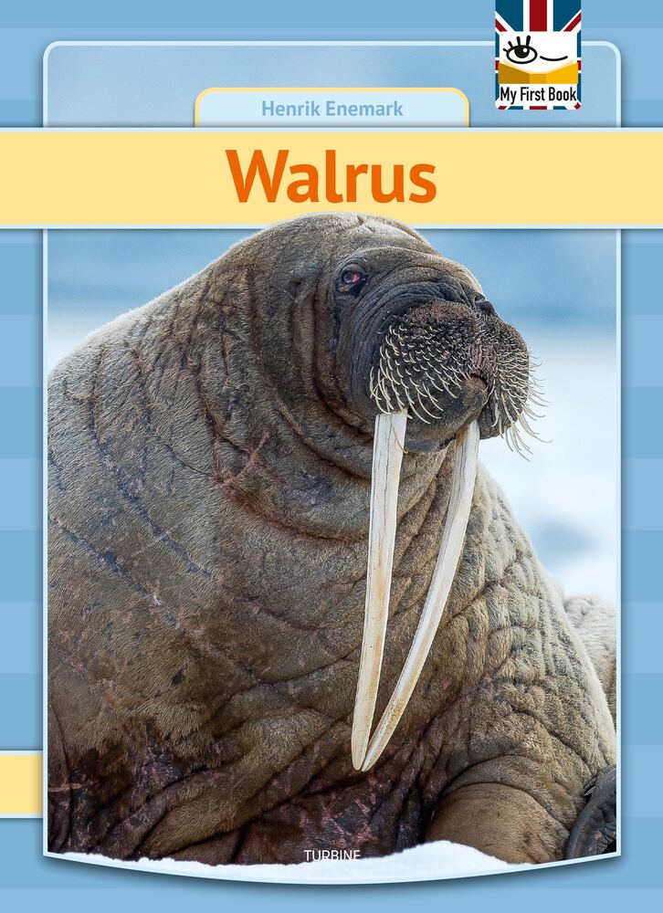 Walrus