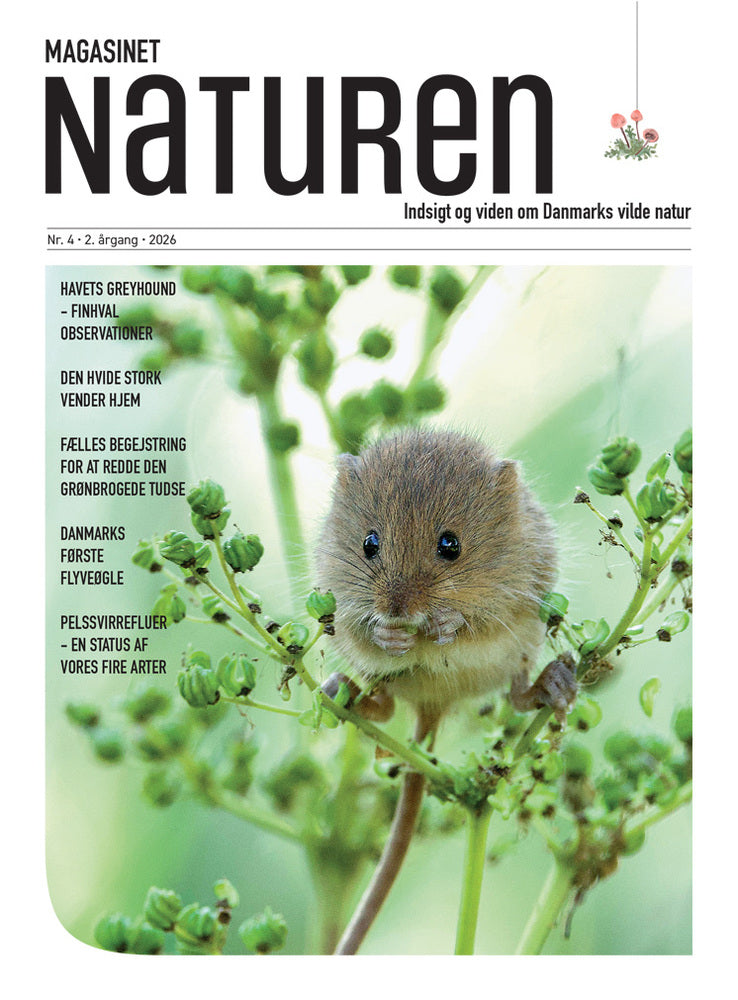 Magasinet Naturen Nr. 4 - 2026