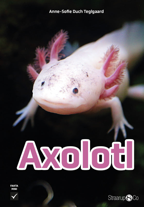 D1 Axolotl